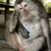 monkey_macaque_balinese_mf_ubud_v_0478_bal0480.jpg